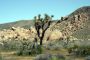 13JoshuaTree - 49